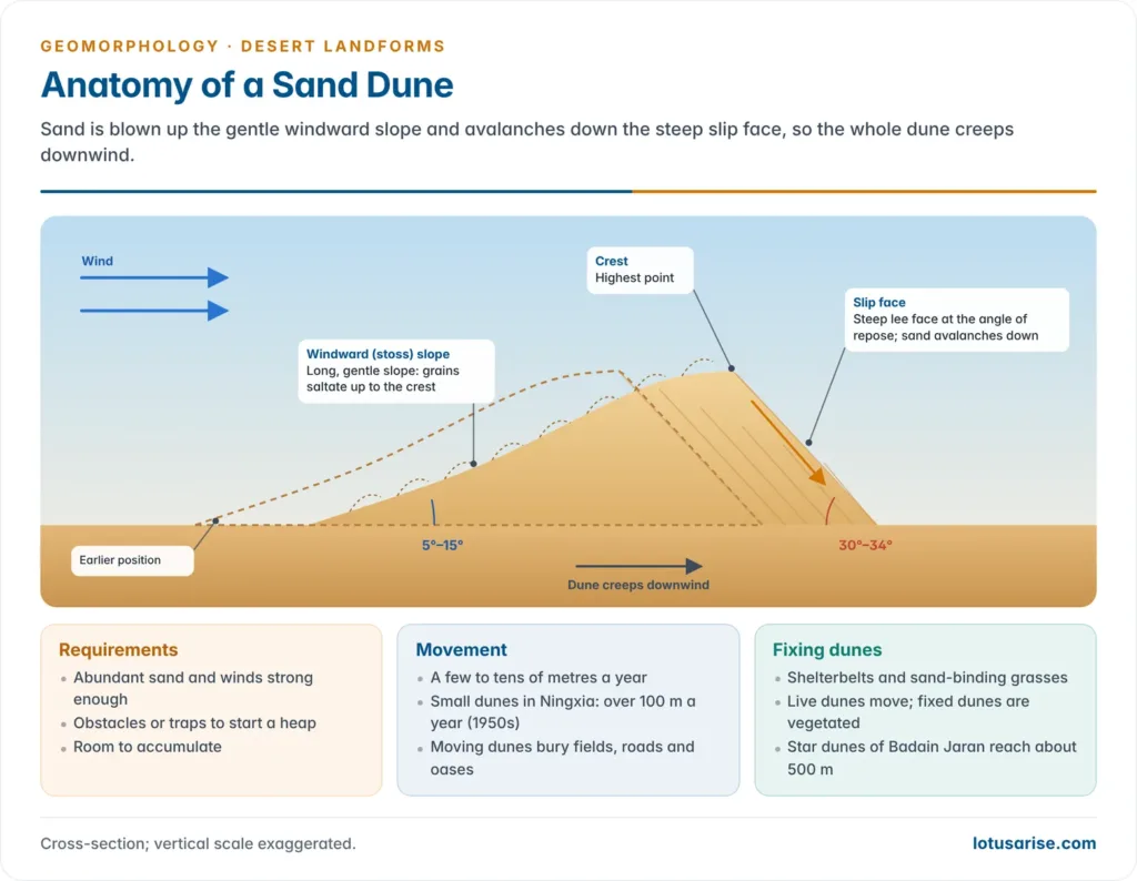 Anatomy of a Sand Dune. Sand is blown up the gentle windward slope and avalanches down the steep slip face, so the whole dune creeps downwind.