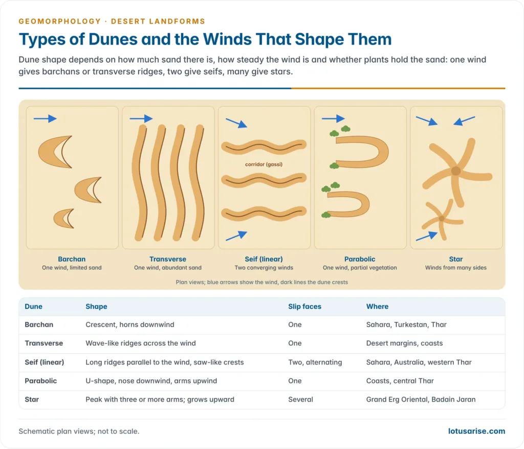 Types of Dunes and the Winds That Shape Them. Dune shape depends on how much sand there is, how steady the wind is and whether plants hold the sand: one wind gives barchans or transverse ridges, two give seifs, many give stars.