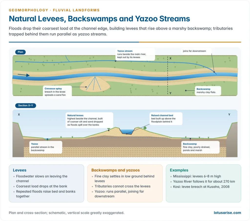 Plan and cross-section of a river with natural levees, a raised bed, marshy backswamps, a crevasse splay and a yazoo stream running parallel