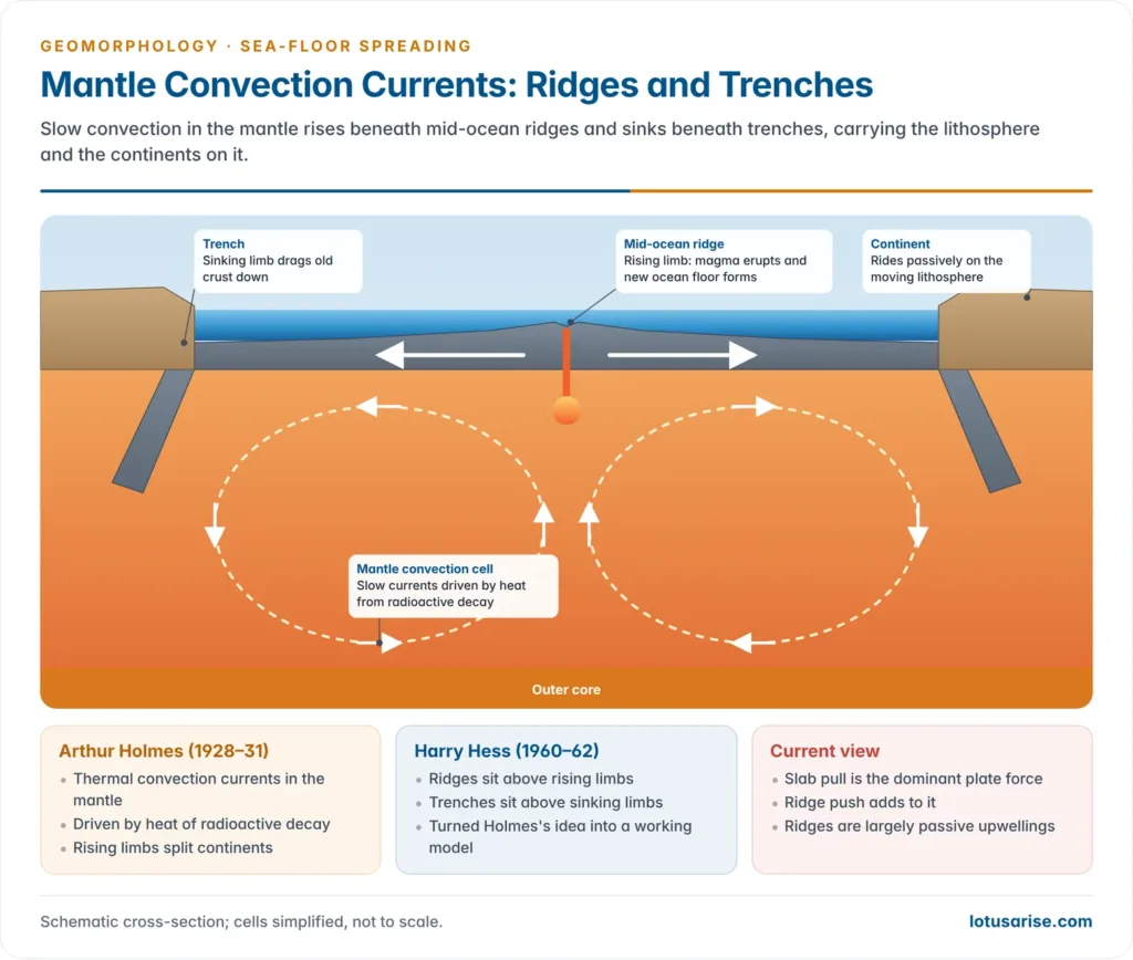 Cross-section of mantle convection cells rising beneath a mid-ocean ridge and sinking beneath trenches, carrying the oceanic lithosphere and continents