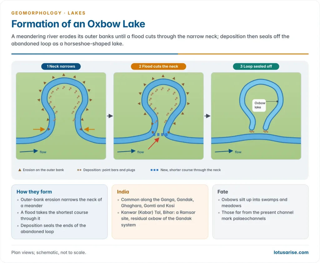 Formation of an Oxbow Lake. A meandering river erodes its outer banks until a flood cuts through the narrow neck; deposition then seals off the abandoned loop as a horseshoe-shaped lake.