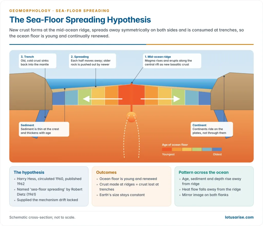 Cross-section of sea-floor spreading: new crust forming at the mid-ocean ridge, moving away symmetrically with age bands and thickening sediment, and sinking at trenches beneath continents