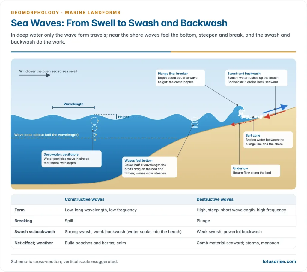Cross-section of sea waves: circular orbits in deep water, waves feeling the bottom near shore, breaker, surf zone, swash, backwash and undertow