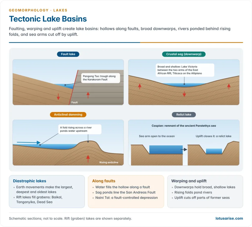 Tectonic Lake Basins. Faulting, warping and uplift create lake basins: hollows along faults, broad downwarps, rivers ponded behind rising folds, and sea arms cut off by uplift.