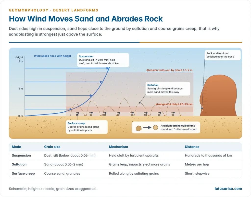 How Wind Moves Sand and Abrades Rock. Dust rides high in suspension, sand hops close to the ground by saltation and coarse grains creep; that is why sandblasting is strongest just above the surface.