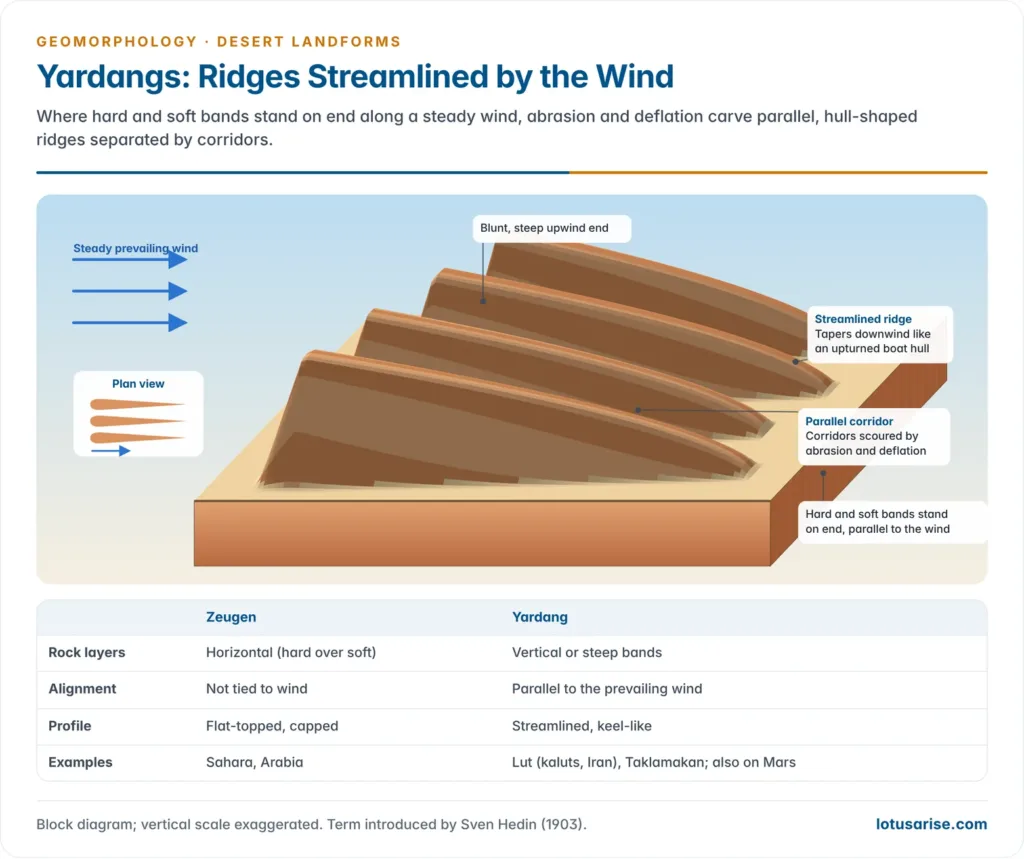 Yardangs: Ridges Streamlined by the Wind. Where hard and soft bands stand on end along a steady wind, abrasion and deflation carve parallel, hull-shaped ridges separated by corridors.