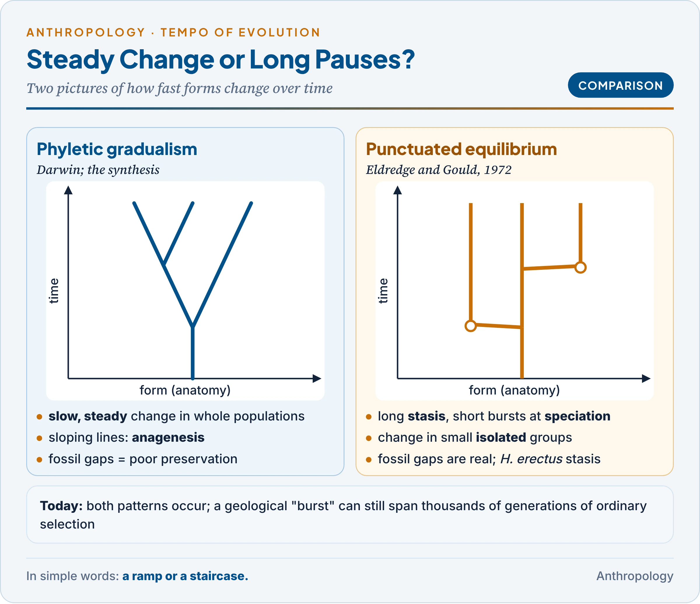 Gradualism and punctuated equilibrium compared as two branching diagrams of form against time