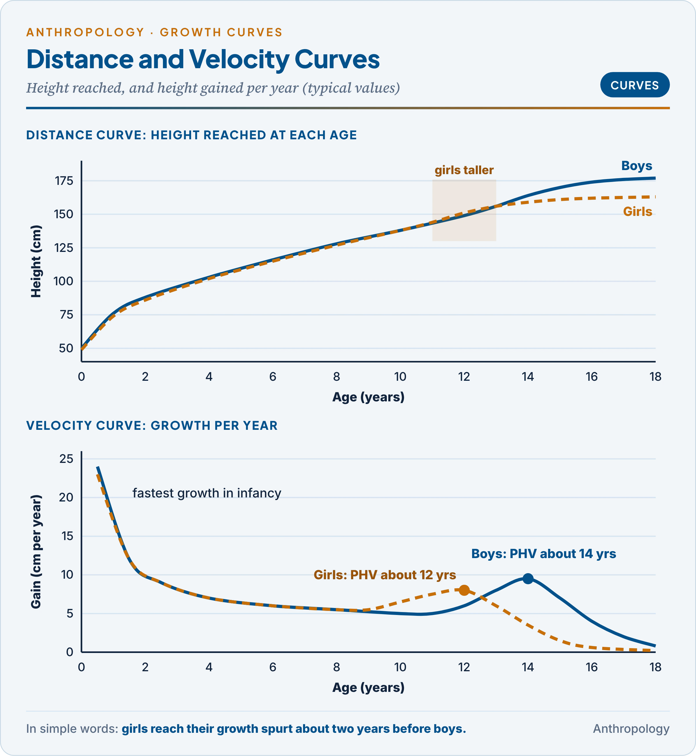 Distance and velocity curves of height for boys and girls: the S-shaped distance curve, the falling infant velocity, the adolescent peak at about 12 years in girls and 14 in boys, and the crossing-over period when girls are taller