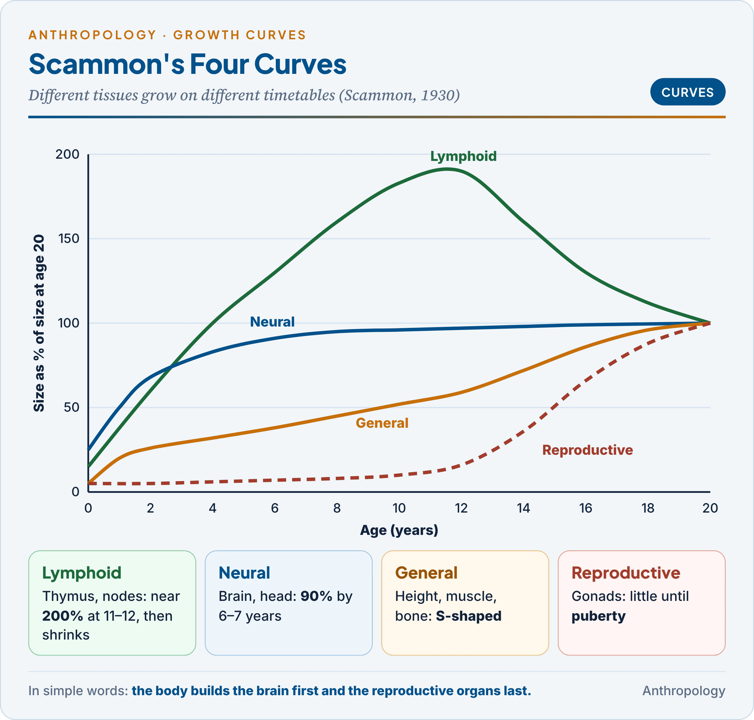 Scammon's four growth curves drawn as percentages of size at age 20: general (S-shaped), neural (early), lymphoid (peaking near 200 per cent before puberty) and reproductive (late)