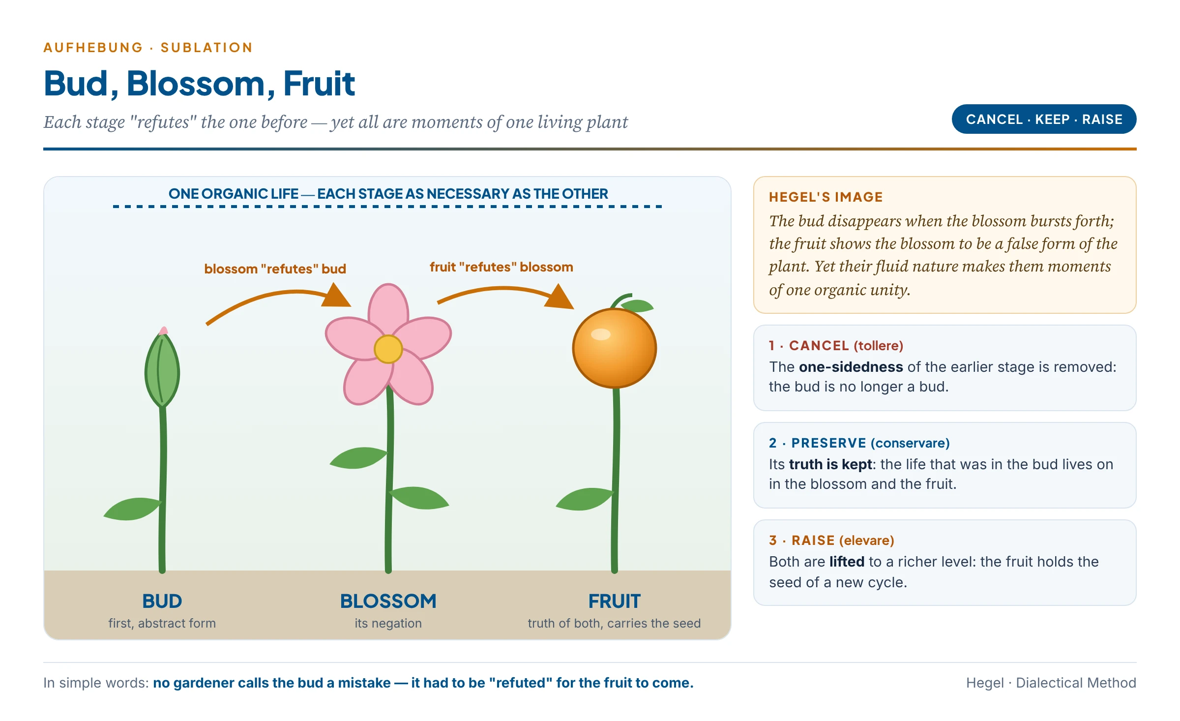 Aufhebung illustrated by Hegel's own image of the plant: the bud is negated by the blossom and the blossom by the fruit, yet each stage is a necessary moment of one organic life; sublation cancels the one-sidedness, preserves what is true and lifts it to a higher level