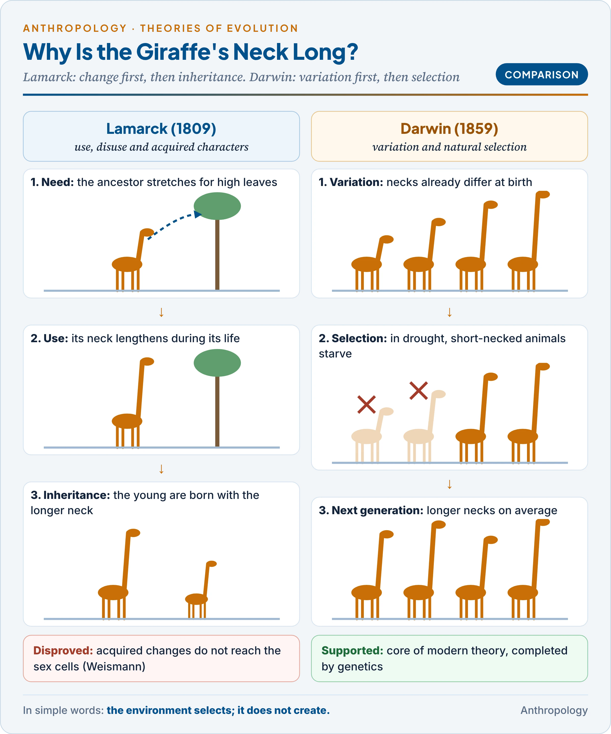 Lamarck and Darwin explain the giraffe's neck: change first then inheritance, against variation first then selection