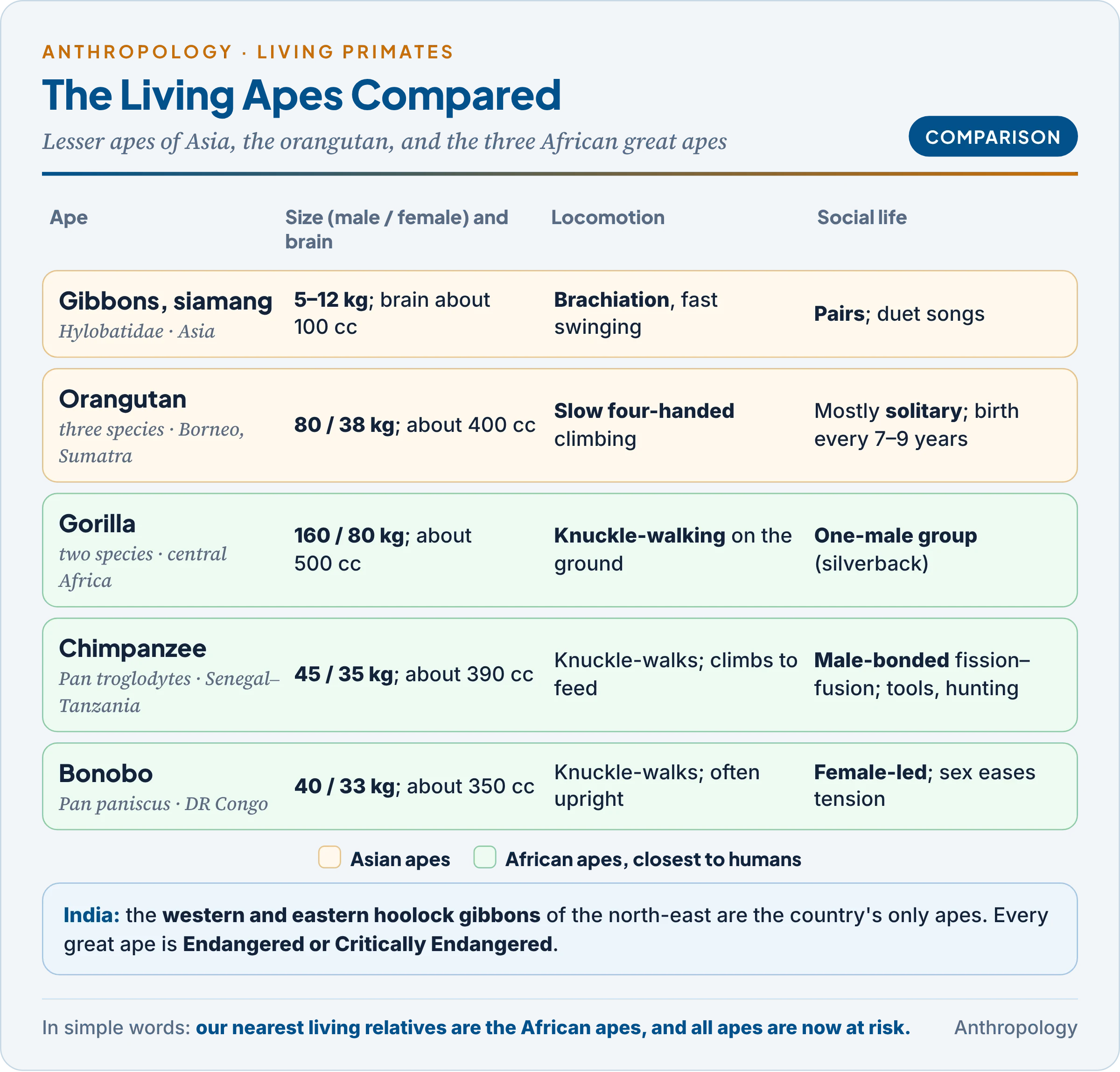 The living apes compared: gibbon, orangutan, gorilla, chimpanzee and bonobo by range, size, brain, locomotion and society