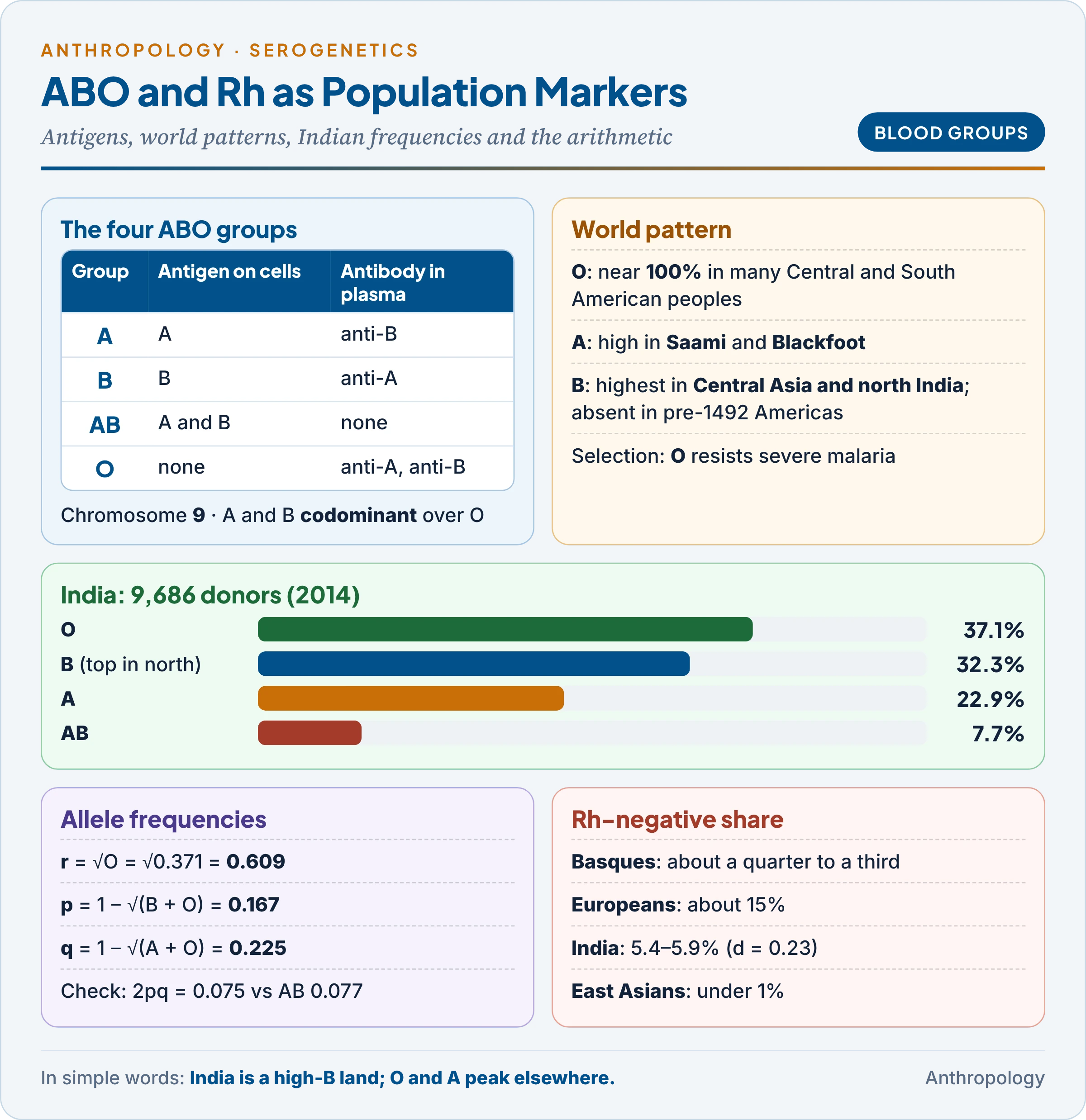 ABO and Rh as population markers: antigens and antibodies of the four ABO groups, the world pattern of O, A and B, Indian frequencies from 9,686 donors, the square-root calculation of allele frequencies, and the Rh-negative share in different populations