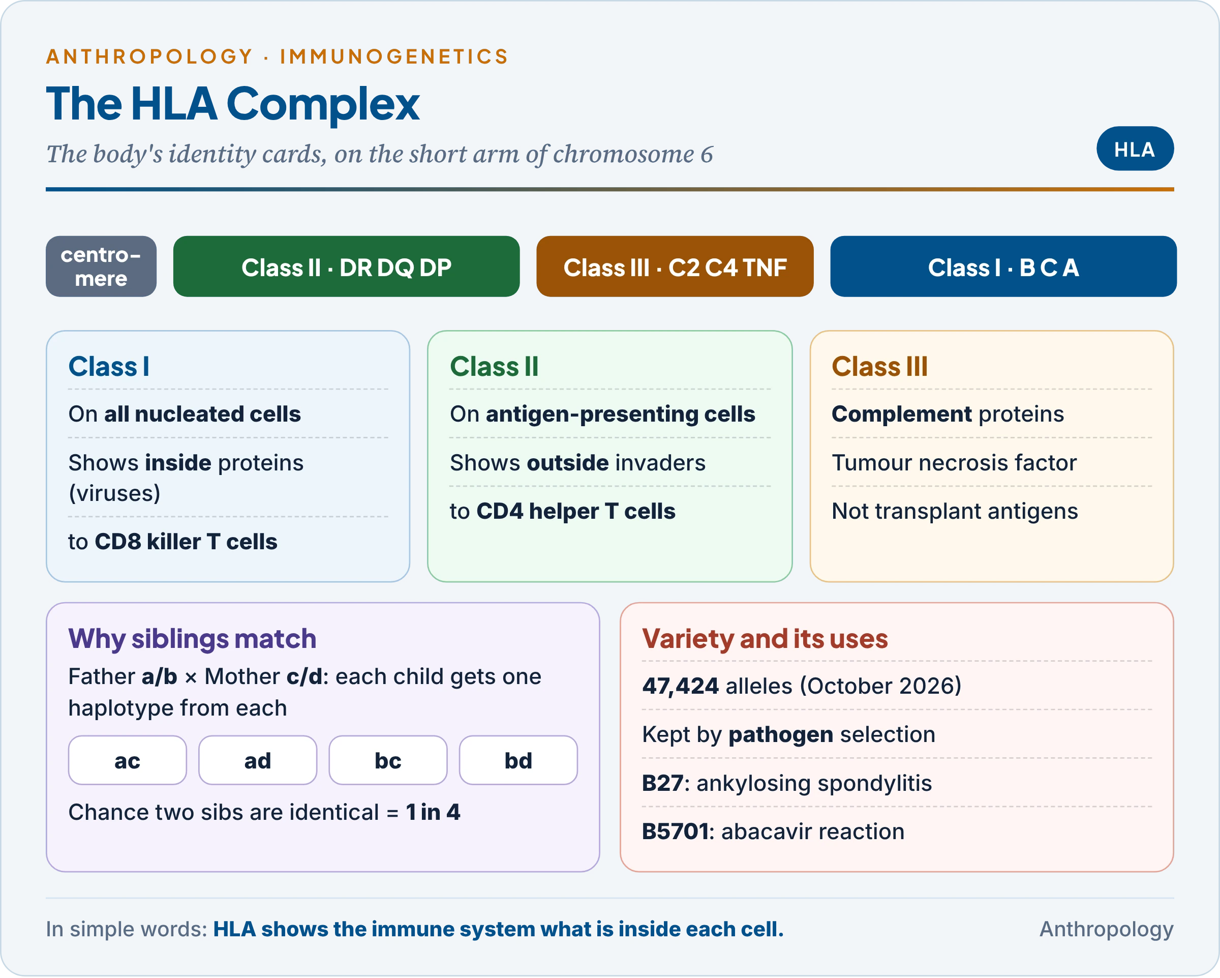 The HLA complex on the short arm of chromosome 6: class I genes A, B and C, class II genes DR, DQ and DP, and class III complement genes, with their functions, the scale of polymorphism, sibling matching odds, and disease associations such as HLA-B27 and ankylosing spondylitis