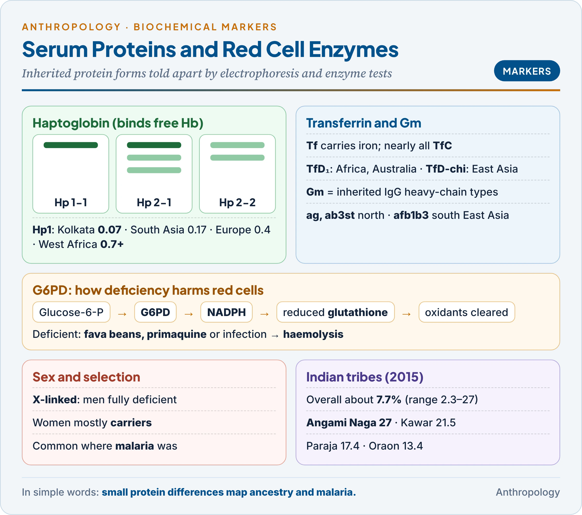 Serum proteins and red cell enzymes as markers: haptoglobin types and their world cline from Kolkata to West Africa, transferrin C, B and D variants, Gm haplotypes of northern and southern East Asia, and G6PD deficiency with its biochemistry, X-linked inheritance and Indian tribal frequencies