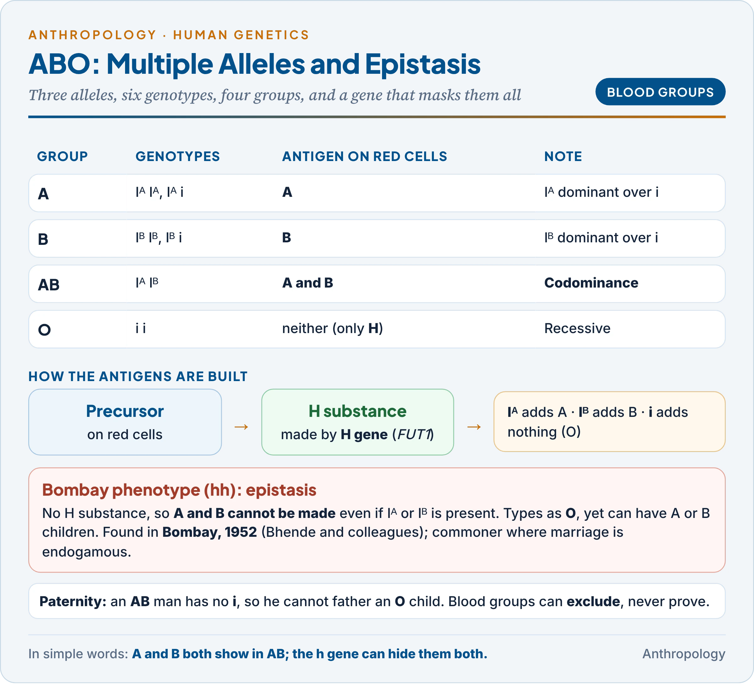 The ABO system as multiple alleles: three alleles, six genotypes and four groups, with codominance of A and B, and the Bombay phenotype in which the hh genotype blocks the H substance so that A and B cannot be expressed