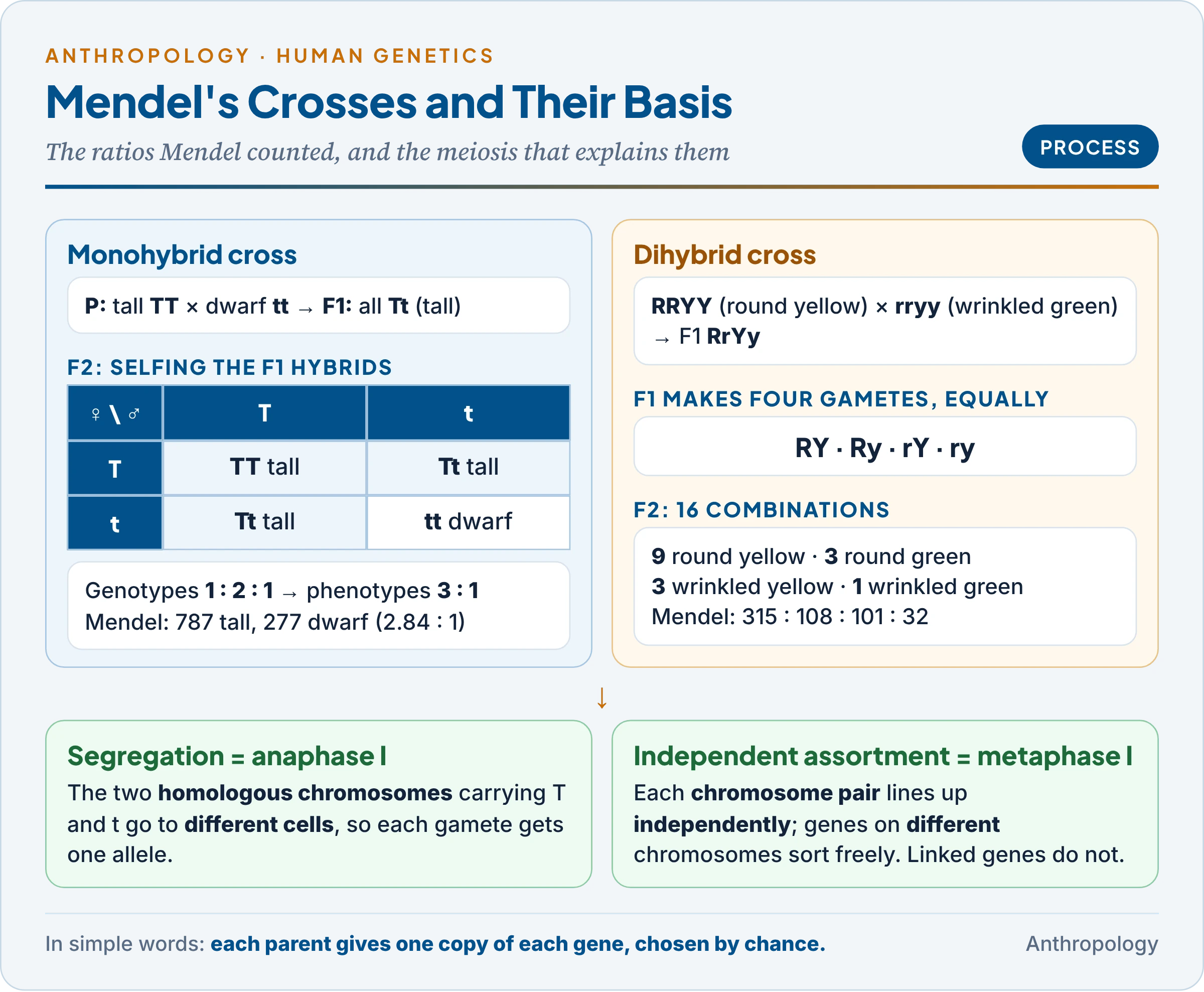 Mendel's crosses: the monohybrid cross giving 3 tall to 1 dwarf, the dihybrid cross giving 9:3:3:1, and how the separation of chromosomes in meiosis explains segregation and independent assortment