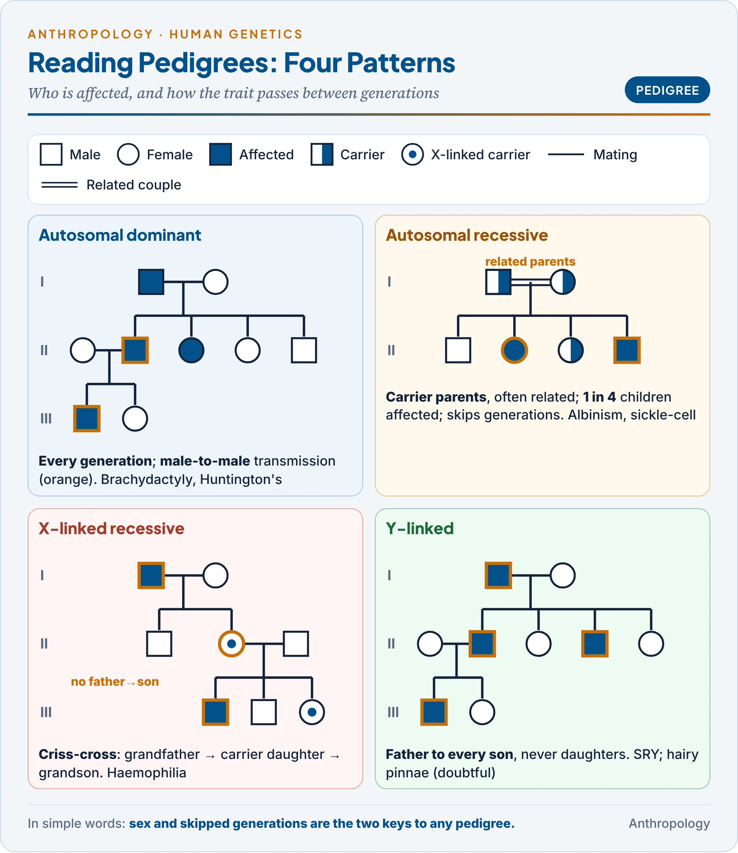 Pedigree charts with standard symbols showing autosomal dominant, autosomal recessive, X-linked recessive and Y-linked inheritance, each with its key clue