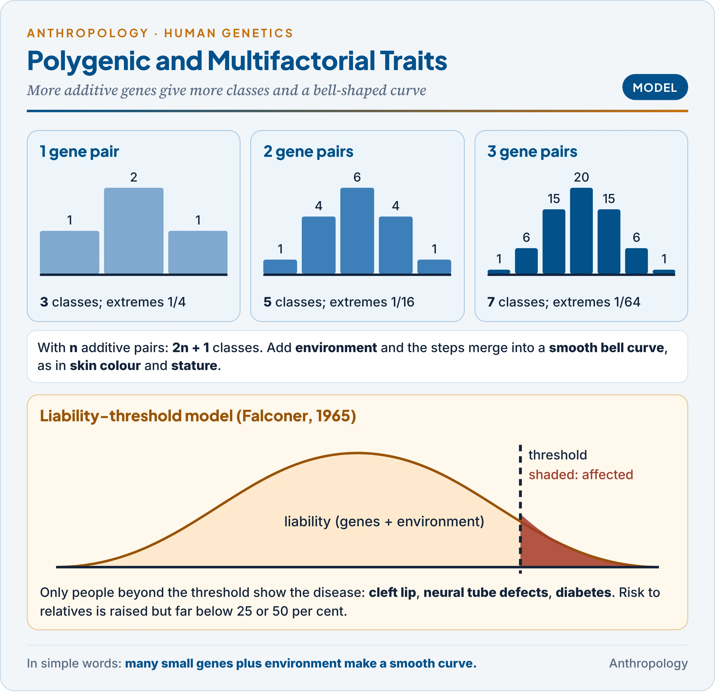 Polygenic inheritance: with one, two and three additive gene pairs the classes rise from 3 to 5 to 7 and approach a bell curve; below, the liability-threshold model in which only people beyond a threshold show a disease