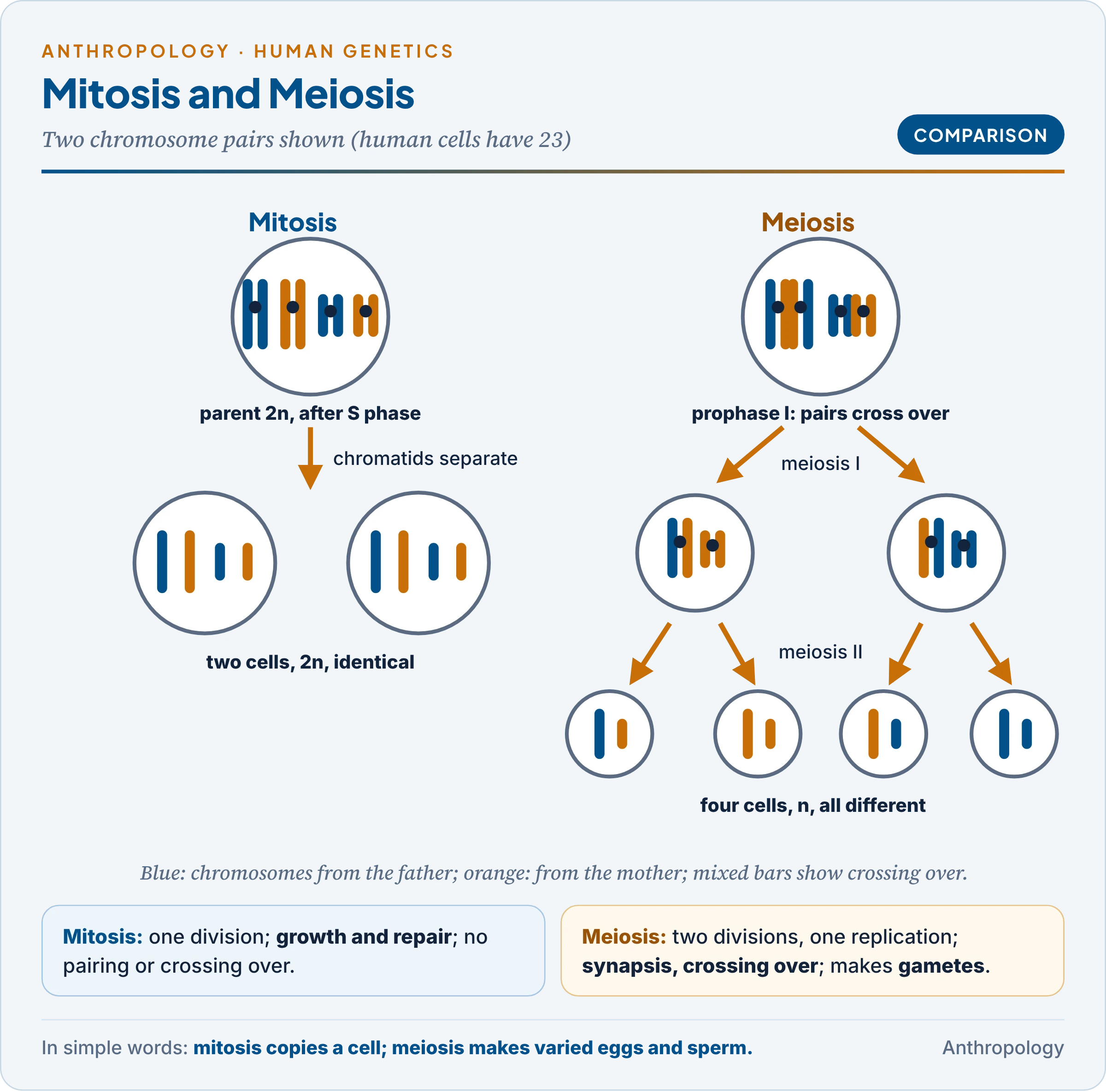 Mitosis and meiosis compared: one division giving two identical diploid cells, against two divisions giving four haploid cells, with pairing and crossing over in prophase I