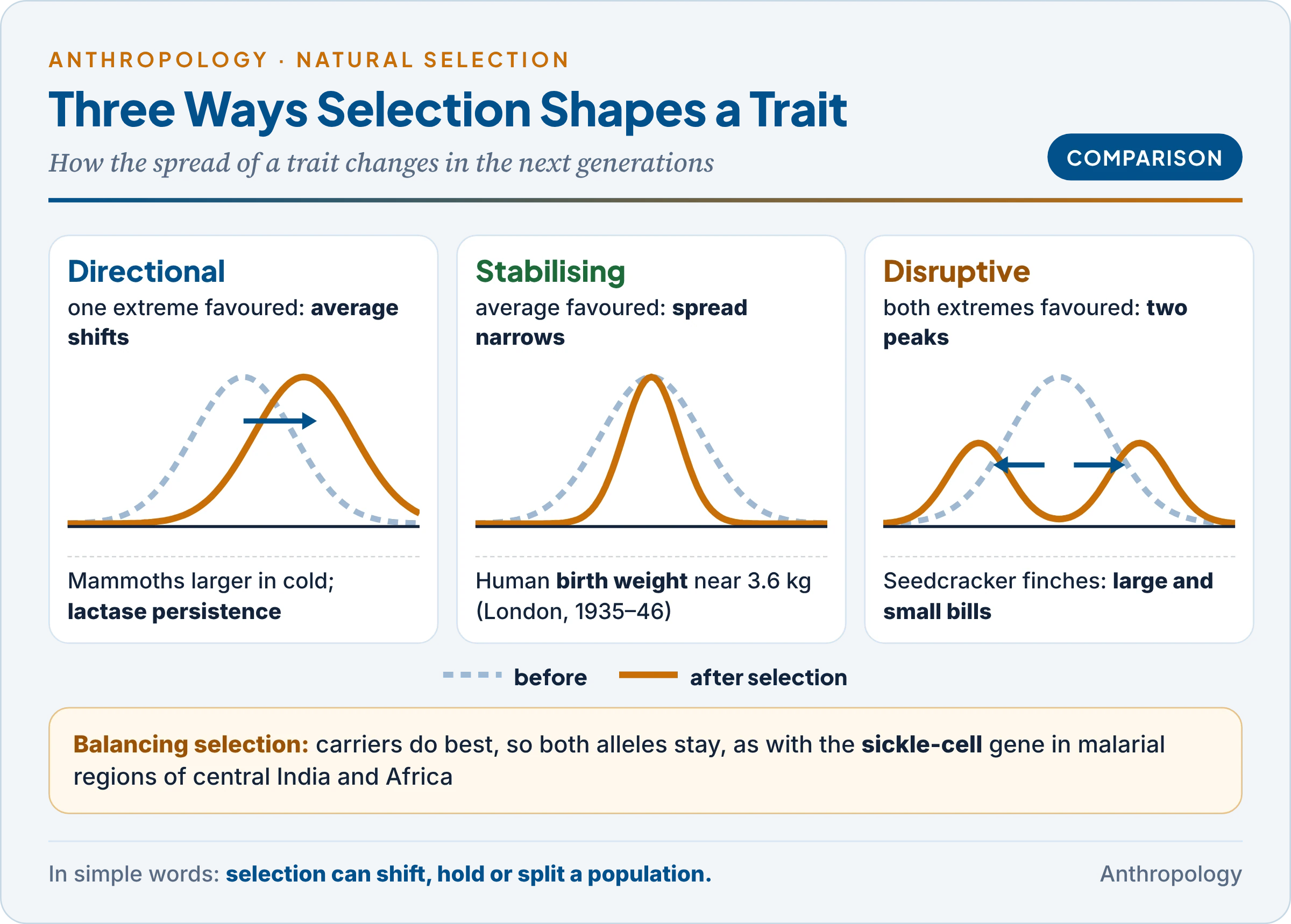 Three modes of natural selection shown as shifting curves: directional, stabilising and disruptive, with human examples
