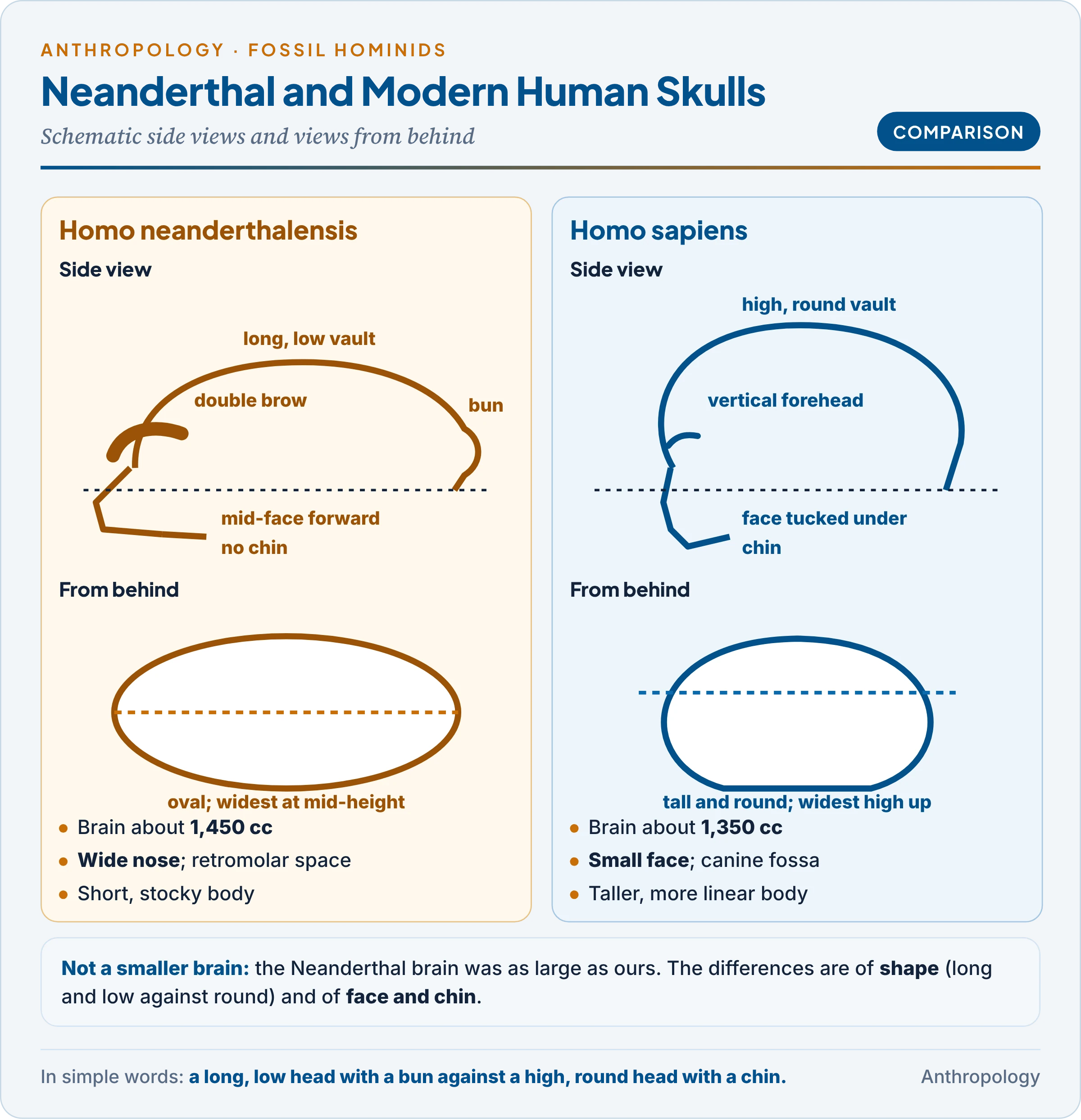 Neanderthal and modern human skulls compared: long low vault, occipital bun, double-arched brow, projecting mid-face and no chin, against a high round vault, vertical forehead and chin