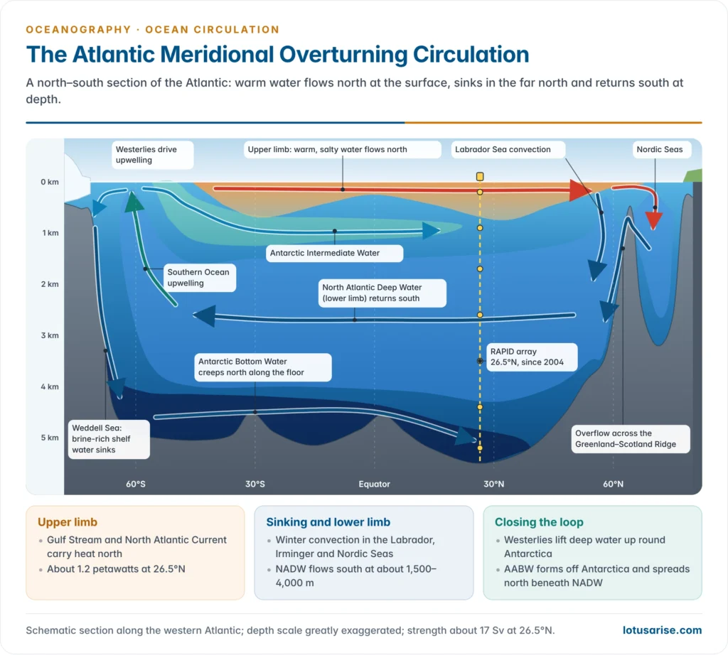 North–south section of the Atlantic Ocean from Antarctica to the Nordic Seas showing the warm northward upper limb, deep-water sinking in the Labrador and Nordic Seas, the southward North Atlantic Deep Water, Antarctic Bottom Water along the floor, upwelling in the Southern Ocean and the RAPID mooring line at 26.5 degrees north