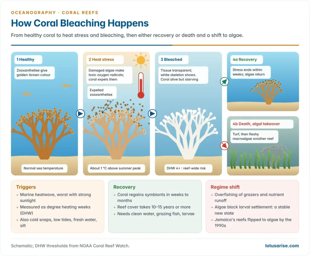 Stages of coral bleaching from a healthy coral to heat stress and expulsion of zooxanthellae, a bleached white coral, and then either recovery or death followed by an algal regime shift