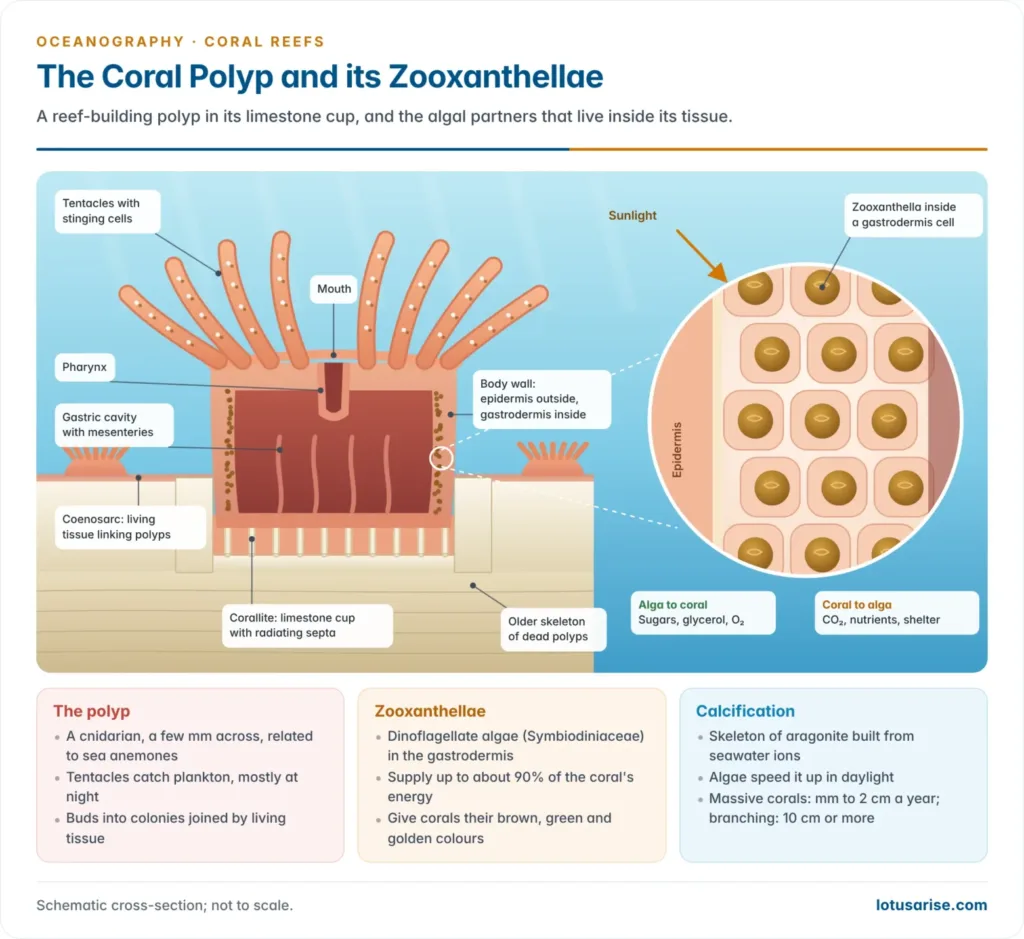 Cross-section of a coral polyp in its limestone cup, showing tentacles, mouth, gastric cavity and zooxanthellae in the inner tissue, with the exchange of sugars and oxygen for carbon dioxide and nutrients