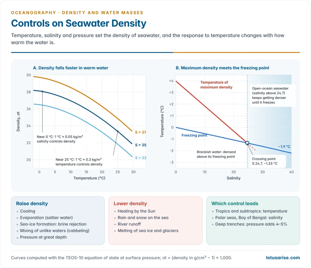 Two charts showing how seawater density falls with rising temperature more steeply in warm water, and how the temperature of maximum density and the freezing point both fall with salinity and cross at 24.7 psu, with panels listing processes that raise and lower density