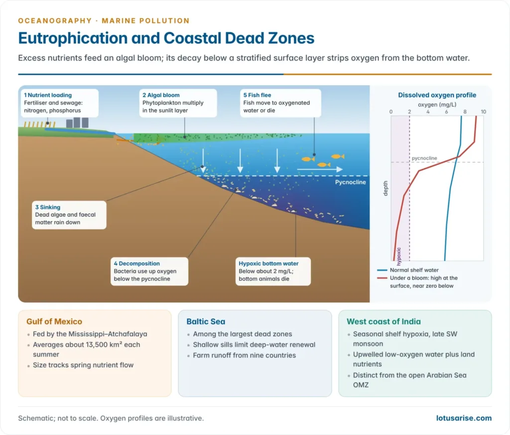 Cross-section of a river plume over a stratified shelf, showing nutrients fuelling an algal bloom, dead algae sinking and decomposing below the pycnocline, and a hypoxic dead zone on the sea floor, beside dissolved-oxygen profiles for normal and bloom conditions