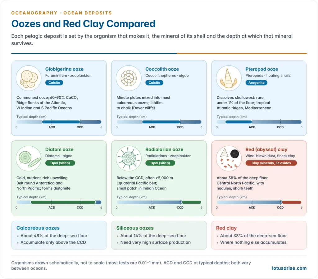 Comparison panel of the five oozes and red clay, showing for each the organism, its shell mineral, typical depth range relative to the CCD and the main areas where it occurs