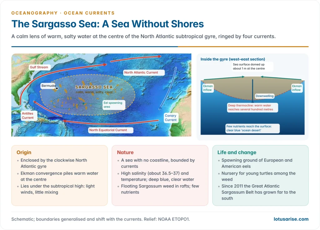 Map of the Sargasso Sea inside the North Atlantic gyre bounded by the Gulf Stream, North Atlantic, Canary and North Equatorial Currents, with a section showing Ekman inflow, a domed sea surface and downwelling