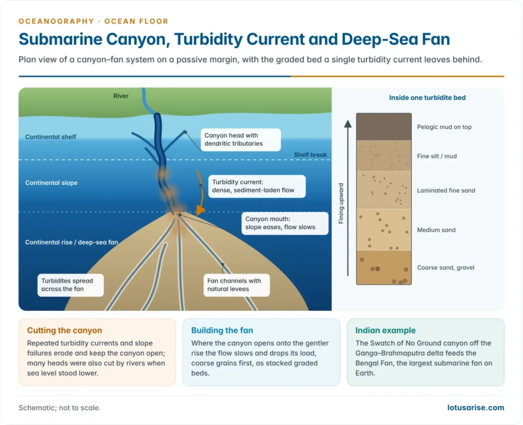 Plan view of a submarine canyon cutting the shelf and slope, a turbidity current flowing down it, and a deep-sea fan with leveed channels, beside a graded turbidite bed fining upward