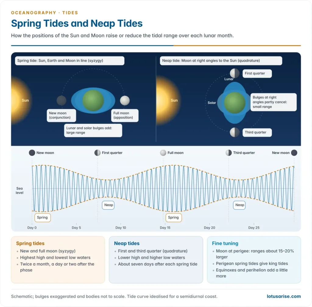 Sun, Earth and Moon in line at new and full moon add their bulges to give spring tides of large range, while at the quarter moons the Moon at right angles to the Sun gives neap tides of small range, with a month of tide curves showing the fortnightly rhythm