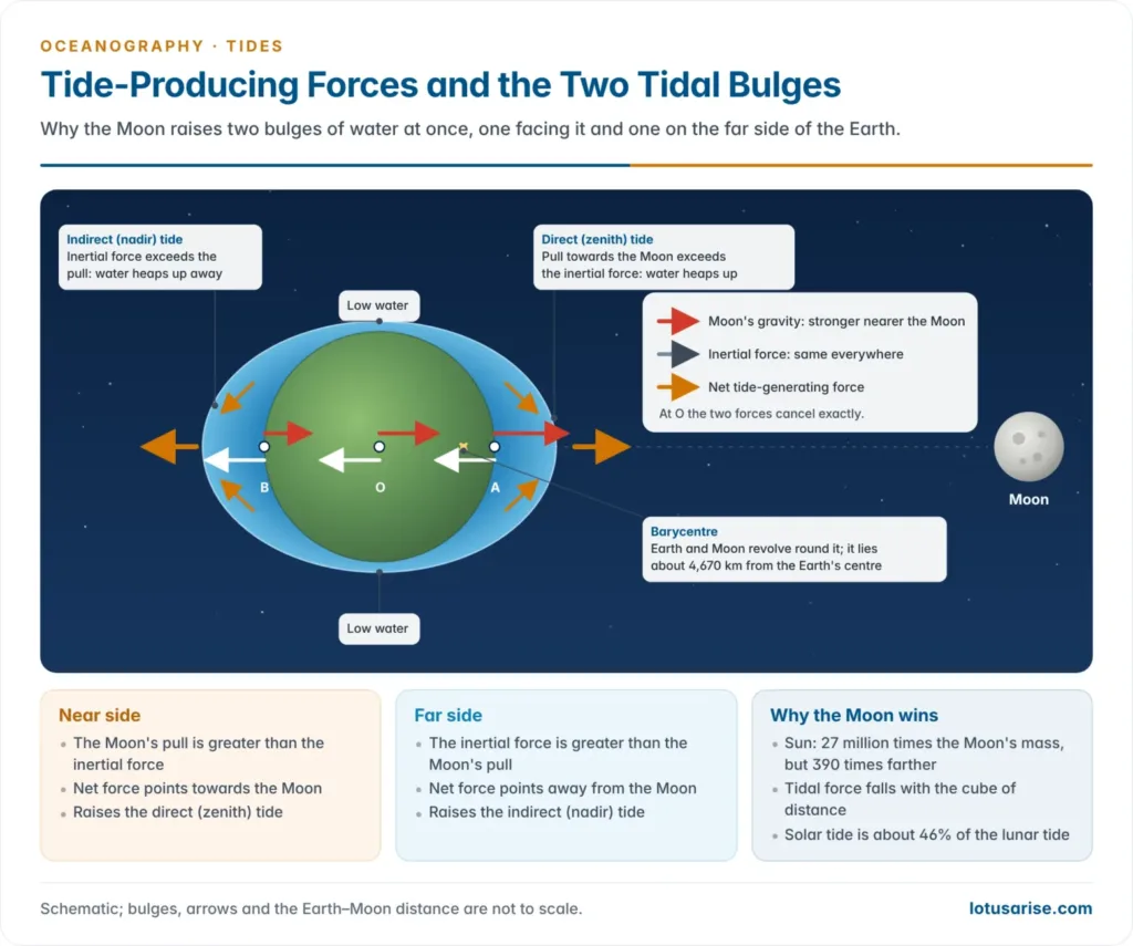 The Moon's pull is strongest on the near side of the Earth and weakest on the far side, while the inertial force from the Earth–Moon revolution is the same everywhere, so their difference raises one tidal bulge facing the Moon and another on the opposite side