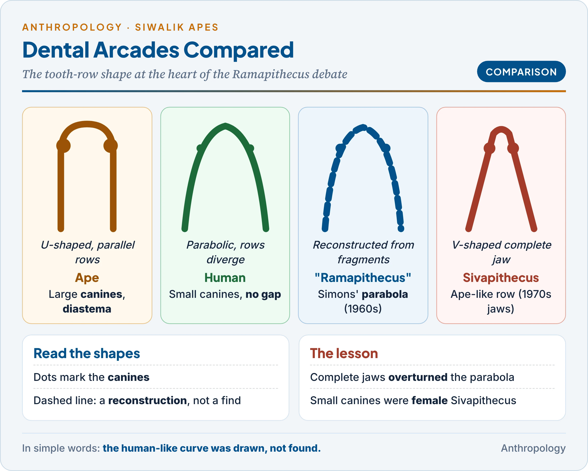 Dental arcades compared: the U-shaped tooth row of an ape with large canines and a diastema, the parabolic human arcade with small canines, Simons' reconstruction of Ramapithecus as parabolic, and the V-shaped complete Sivapithecus jaw that replaced it