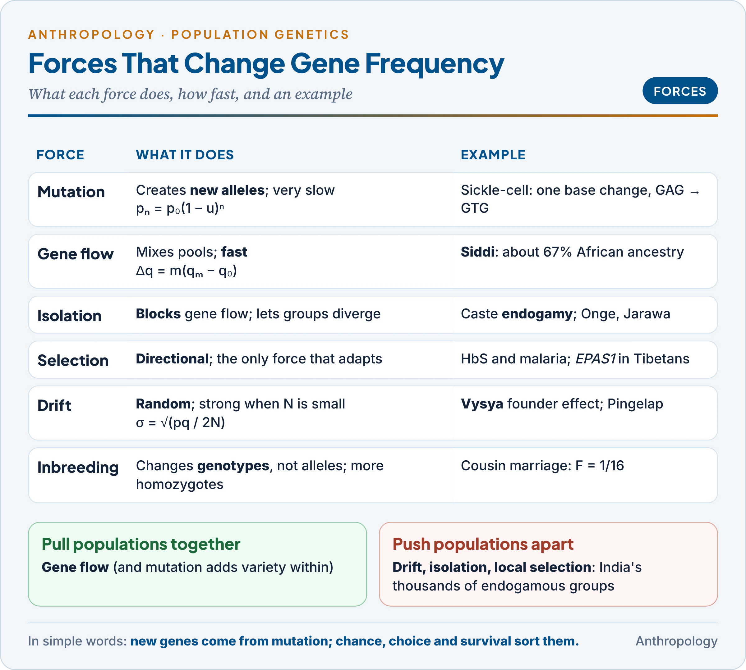 The forces that change gene frequency: mutation and migration add variation, drift and selection sort it, isolation keeps populations apart, and inbreeding changes genotype proportions only, each with its formula and an Indian example