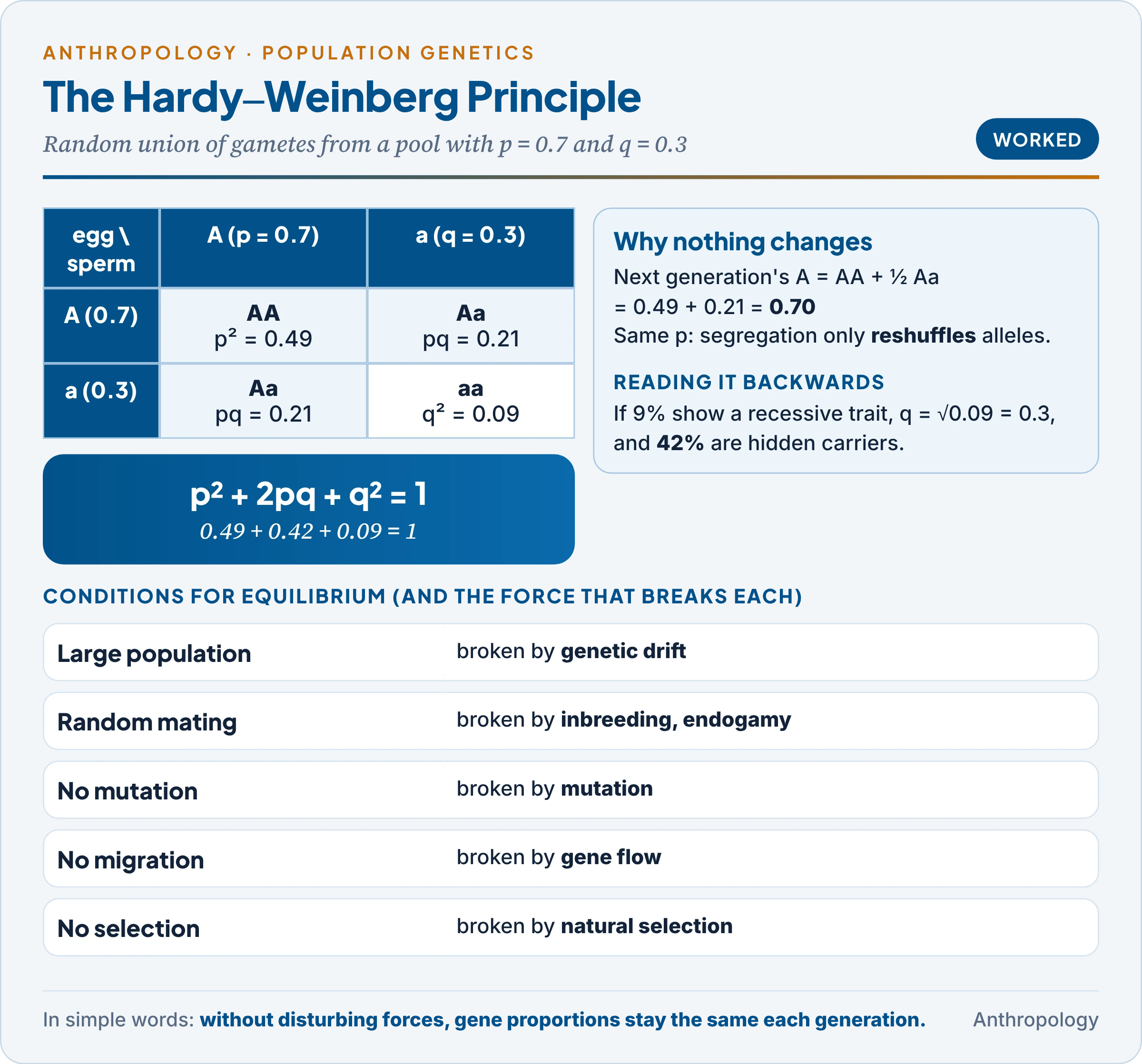 The Hardy-Weinberg principle as a gamete square: eggs and sperm with A at p = 0.7 and a at q = 0.3 give AA 0.49, Aa 0.42 and aa 0.09, with the conditions for equilibrium listed below