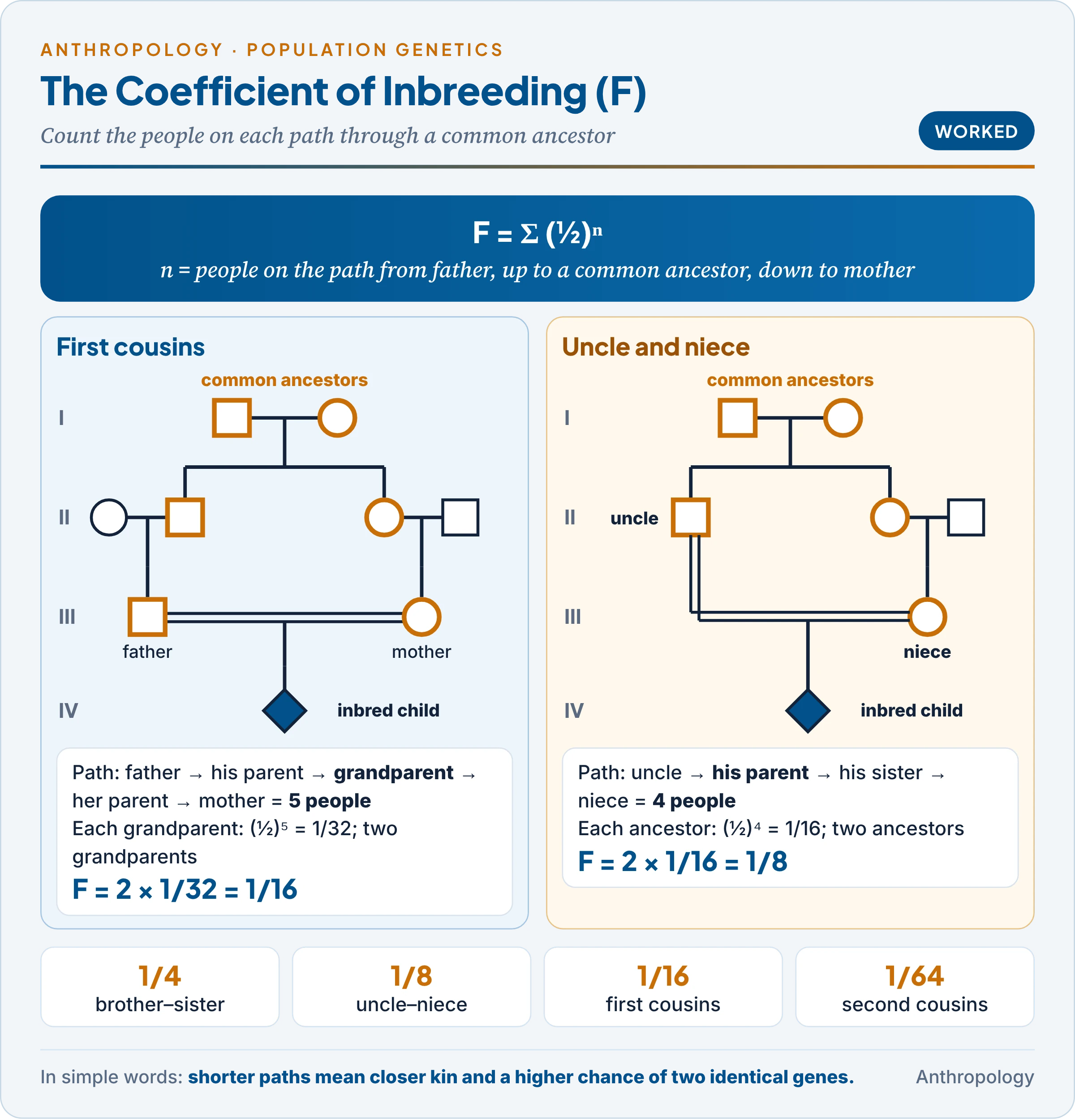 Path counting for the coefficient of inbreeding: first-cousin parents linked through two grandparents by paths of five people give F = 2 × (½)⁵ = 1/16, and uncle and niece linked by paths of four people give F = 2 × (½)⁴ = 1/8