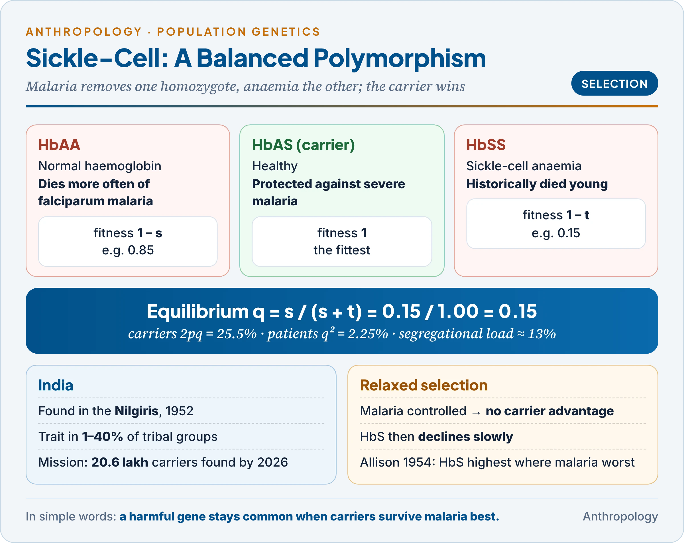 Sickle-cell as a balanced polymorphism: HbAA dies of malaria more often, HbSS dies of anaemia, HbAS survives both best; the equilibrium frequency q = s/(s + t) and its fit to India's tribal belt