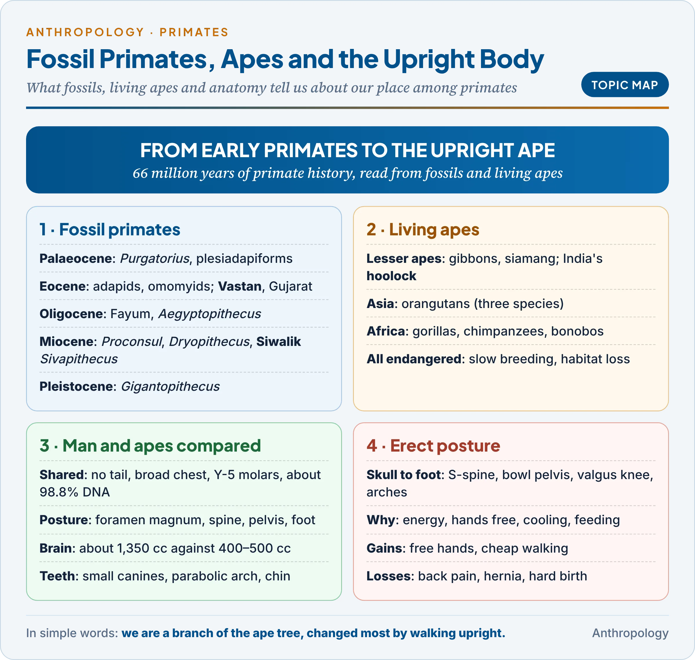 Topic map: fossil primates through the Tertiary and Quaternary, the living apes, how man and apes compare, and what erect posture changed