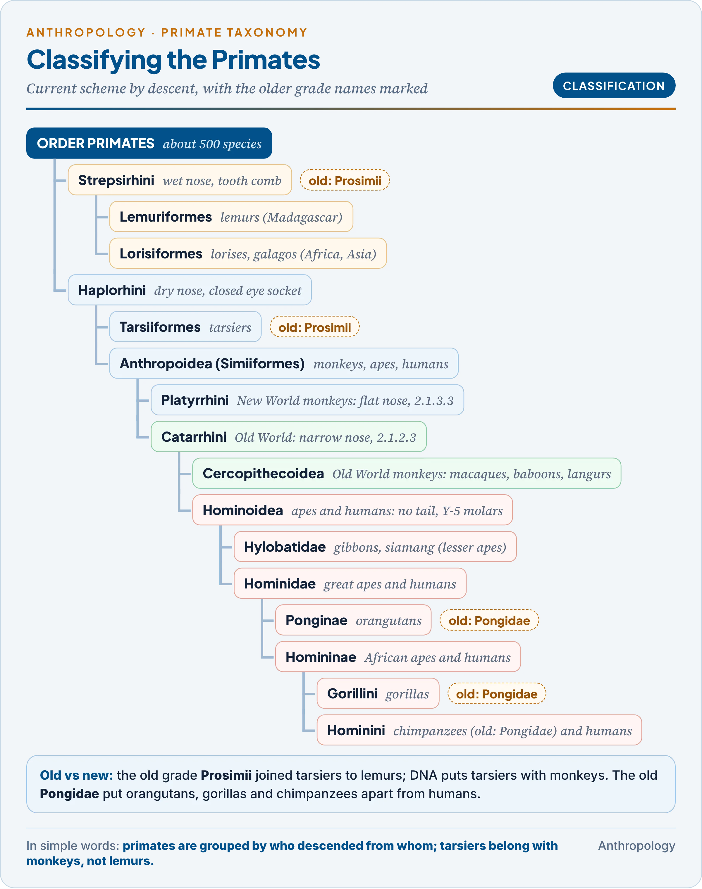 Primate classification tree in the current scheme, with the older prosimian and anthropoid grades and the pongid label marked