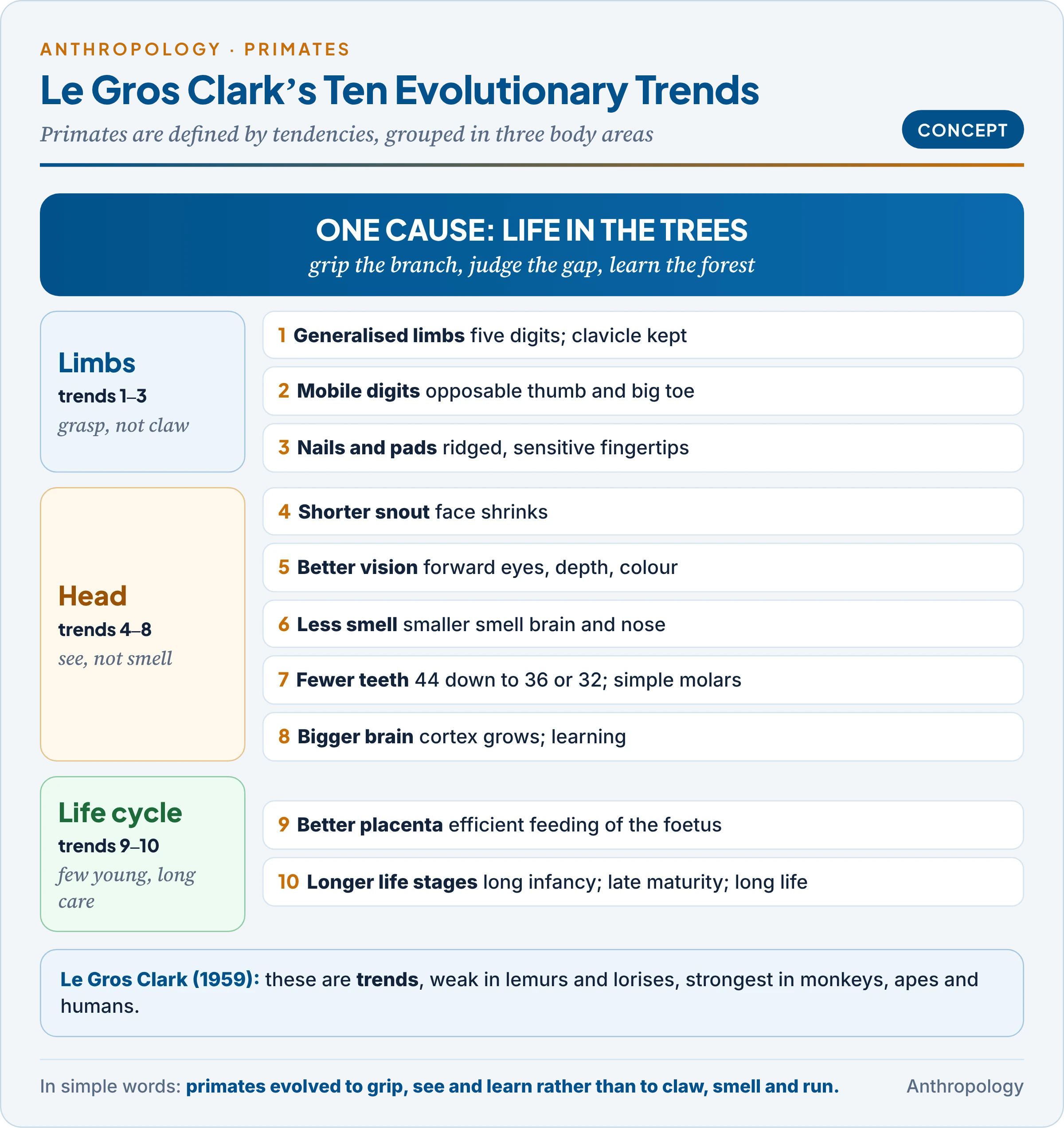 Le Gros Clark's ten primate evolutionary trends grouped into limbs, head and life cycle, each with its arboreal reason