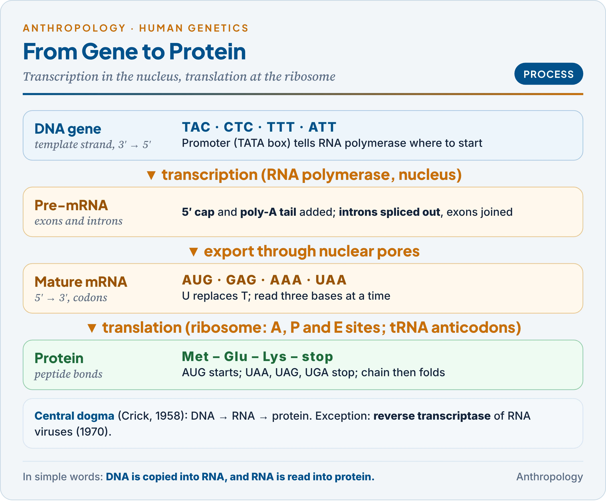 Protein synthesis: transcription in the nucleus, processing of mRNA, translation by the ribosome with tRNA, and a worked codon example