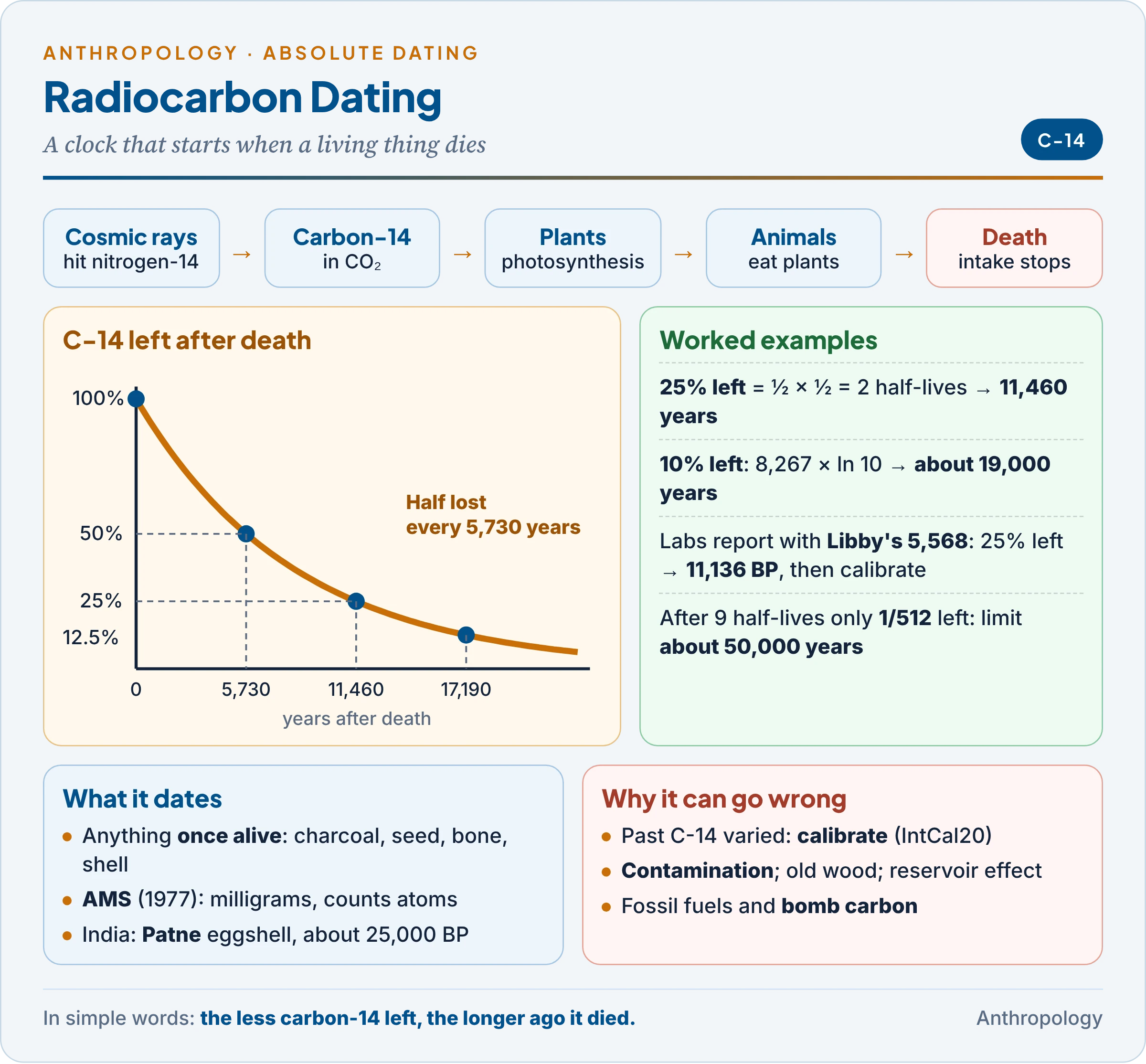 Radiocarbon dating: the carbon cycle from cosmic rays to living organisms, the decay curve after death with half-lives marked, and worked examples