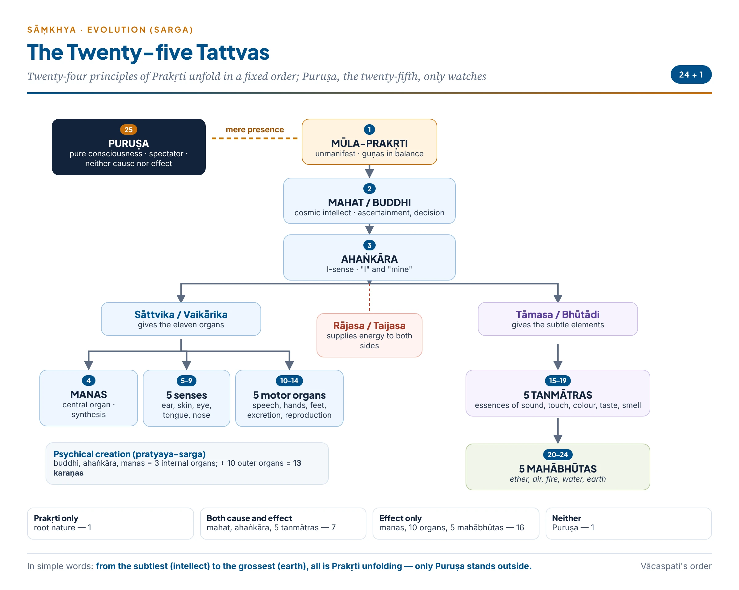 The twenty-five tattvas: Puruṣa beside Prakṛti, and Prakṛti unfolding through mahat and ahaṅkāra into mind, ten organs, five subtle and five gross elements