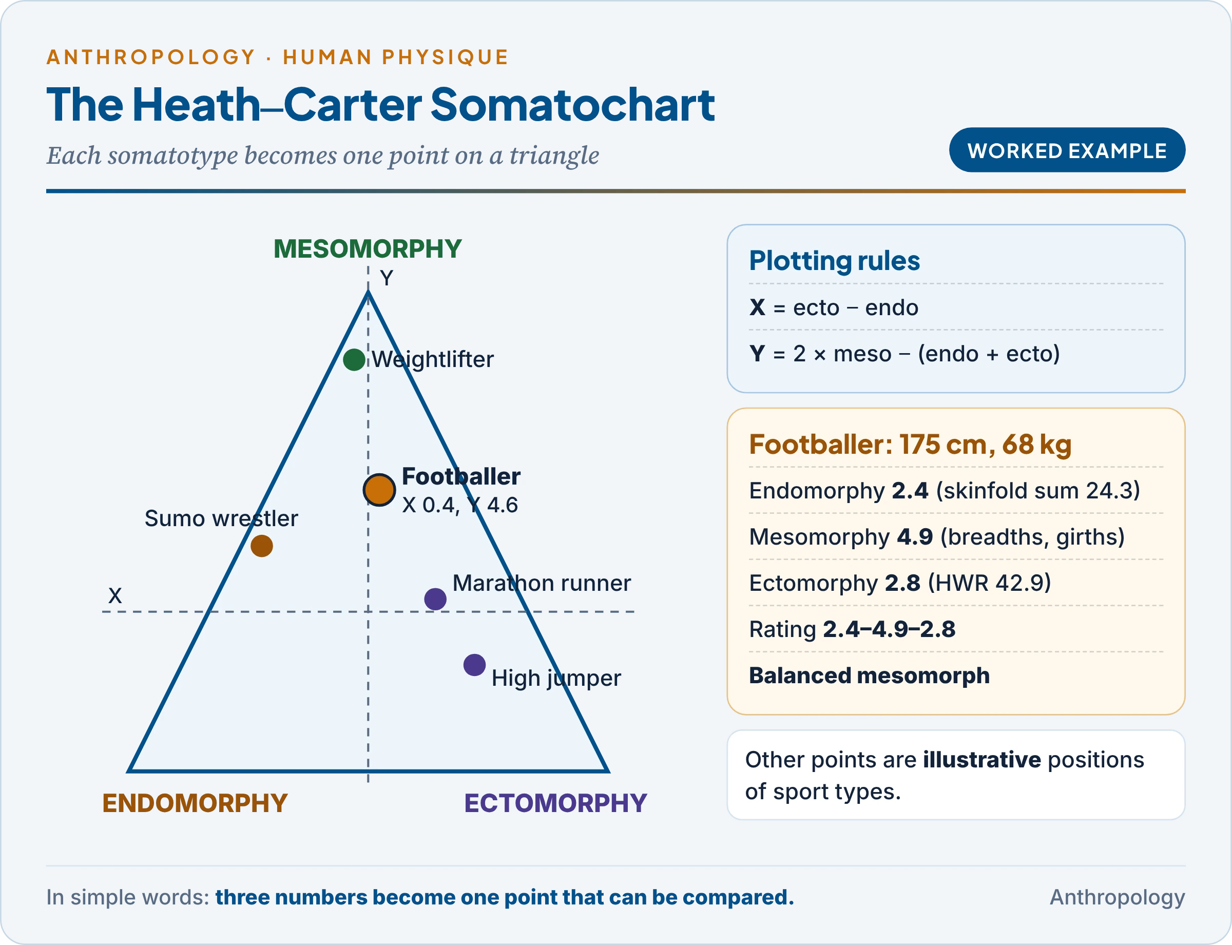The Heath–Carter somatochart with the three poles of endomorphy, mesomorphy and ectomorphy, the X and Y formulas, the worked footballer example plotted at X 0.4 and Y 4.6, and typical positions of a sumo wrestler, a weightlifter, a marathon runner and a high jumper