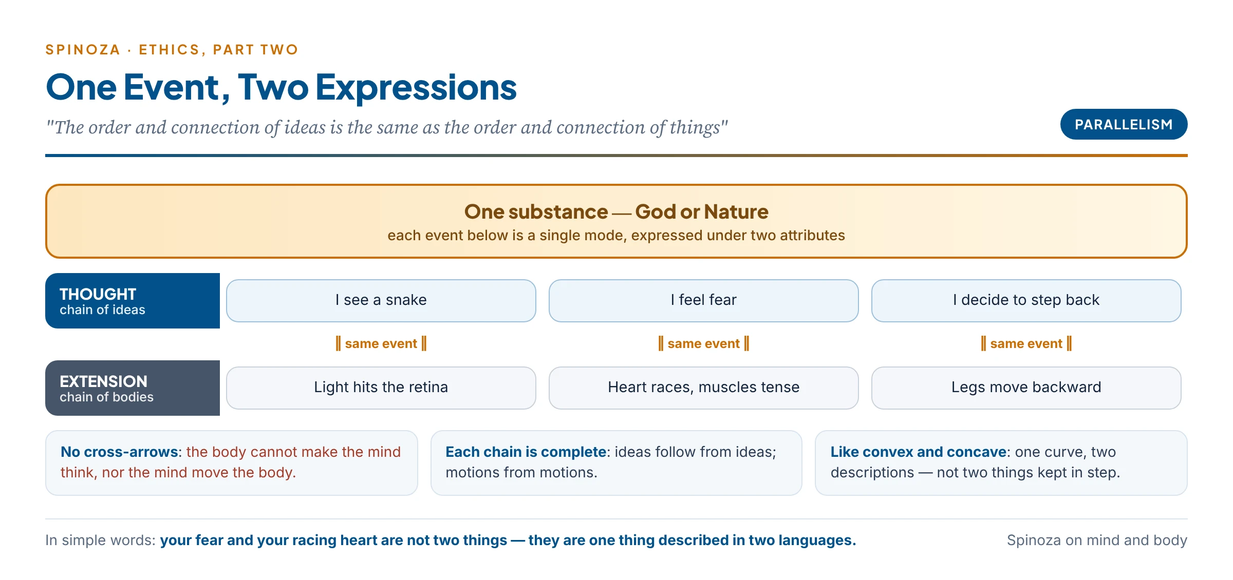 Spinoza's parallelism: one series of events expressed twice, as a chain of ideas under thought and a chain of bodily processes under extension, with no causal arrows between the two lines